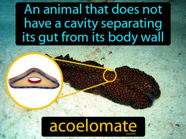 an animal that does not have a cavity separating its gut from its body wall