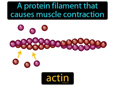 a protein filament that causes muscle contraction