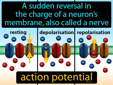 a sudden reversal in the charge of a neuron’s membrane, also called a nerve impulse