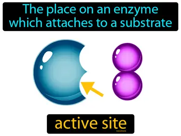 the place on an enzyme which attaches to a substrate