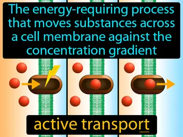 the movement of materials through the cell membrane using energy