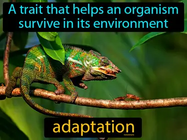 Adaptations