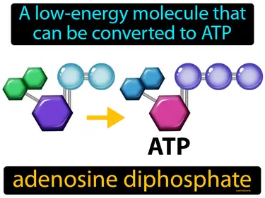 Photosynthesis and Cellular Energy