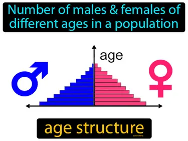the number of males and females of different ages in a population