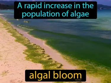 A rapid increase in the population of algae