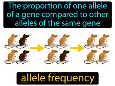 the proportion of one allele of a gene compared to other alleles of the same gene