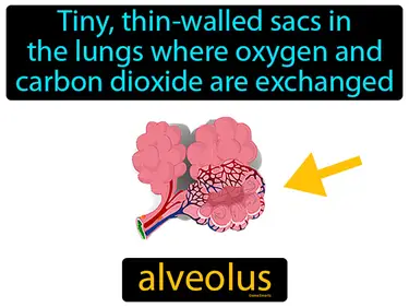 Circulatory and Respiratory System