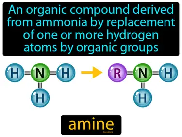 an organic compound derived from ammonia by replacement of one or more hydrogen atoms by organic groups