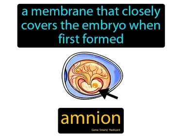 A membrane that closely covers the embryo when first formed