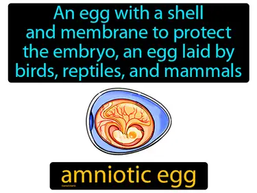 an egg with a shell and membrane to protect the embryo, like an egg laid by birds, reptiles, and mammals