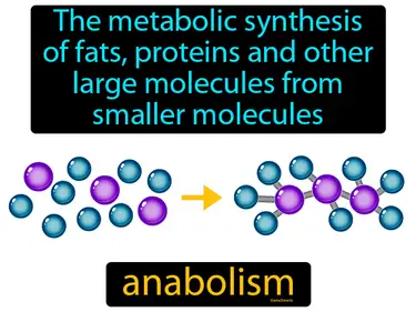 the metabolic synthesis of fats, proteins and other large molecules from smaller molecules