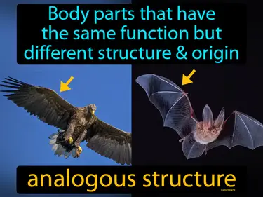 Evolution and Changes Over Time