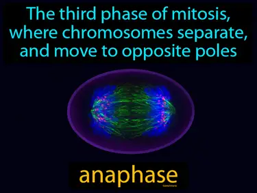 Cells, Growth and Division