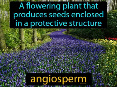 a flowering plant that produces seeds enclosed in a protective structure, most plants are angiosperms
