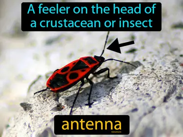 a feeler on the head of a crustacean or insect