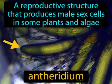 a  reproductive structure that produces male sex cells in some plants and algae