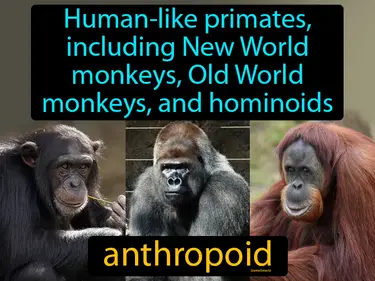 human-like primates, including new world monkeys, old world monkeys, and hominoids