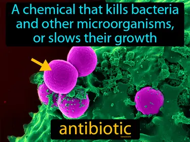 Immune System and Disease