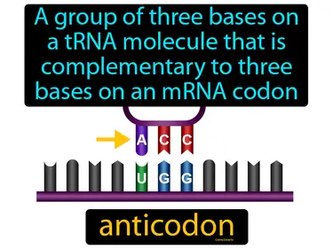 a group of three bases on a tRNA molecule that is complementary to three bases on an mRNA codon