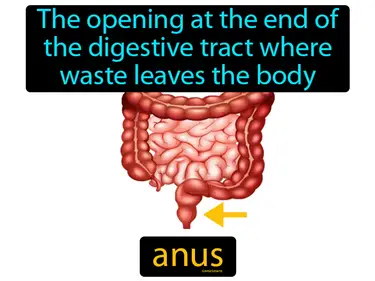 the opening at the end of the digestive tract where waste leaves the body