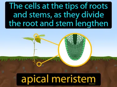 the cells at the tips of roots and stems, as they divide, the root and stem lengthen