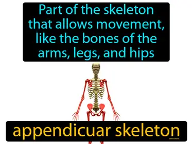 the part of the skeleton that allows movement, like bones of the arms, legs, and hips