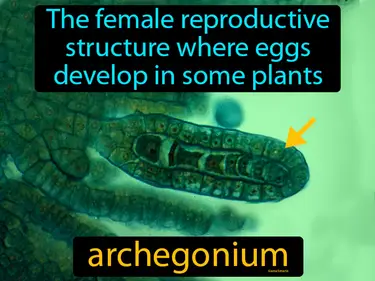 the female reproductive structure where eggs develop in some plants