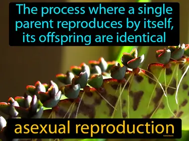 Parents, Heredity and Reproduction