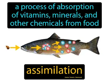 A process of absorption of vitamins, minerals, and other chemicals from food