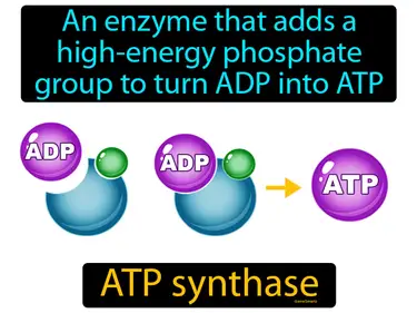 an enzyme that adds a high-energy phosphate group to turn ADP into ATP