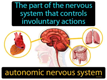 Nervous System