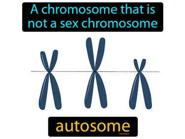 a chromosome that is not a sex chromosome
