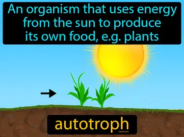 Photosynthesis in the Ocean