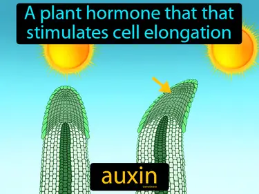 Plant Reproduction and Diversity