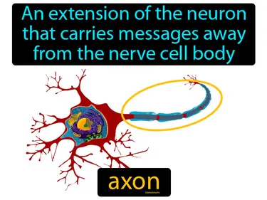 an extension of the neuron that carries messages away from the nerve cell body