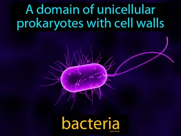 Bacteria, Viruses, Protists and Fungi