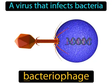 Bacteria and Viruses