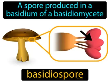 a spore produced in a basidium of a basidiomycete