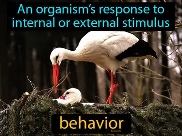Animal Behavior