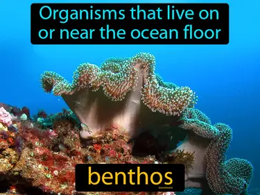 organisms that live on or near the ocean floor