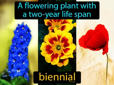 a flowering plant with a two-year life span