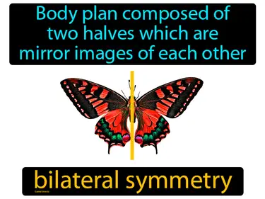 body plan composed of two halves which are mirror images of each other
