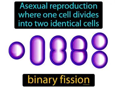asexual reproduction where one cell divides into two identical cells