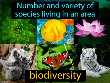Human Impact on Ecosystems