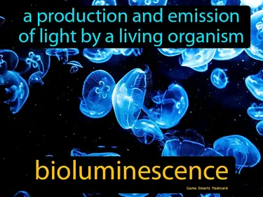 A production and emission of light by a living organism