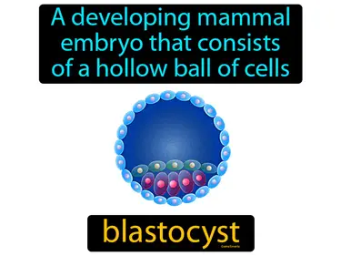 a developing mammal embryo that consists of a hollow ball of cells
