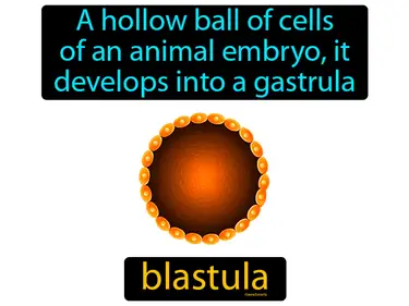 Animals, Invertebrates, Cnidarians, Mollusks