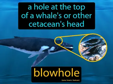 A hole at the top of a whale's or other cetacean's head