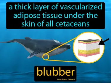 A thick layer of vascularized adipose tissue under the skin of all cetaceans