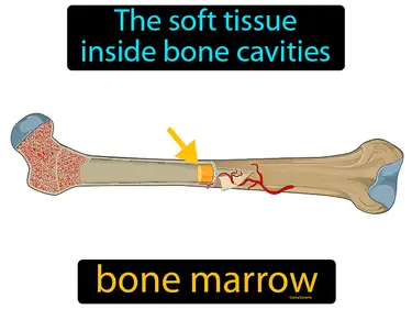 the soft tissue inside bone cavities